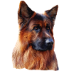 Altdeutscher Schäferhund Deutscher Schäferhund