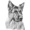 Old German Shepherd German Shepherd