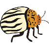 Potato beetle