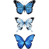 Blue Butterflys