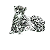 Guépard