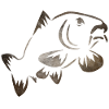Carp Fishing - Carphunter