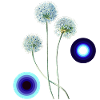 Allium Flowers in Retro Style