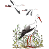 Storks