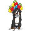 Berner Sennenhund drôle cadeau