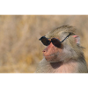 monke