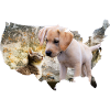 Dog Cat Puppy