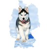 Dog Husky, Dog Husky, Germany