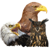 Owl and Pygmies