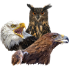 Owl and eagles
