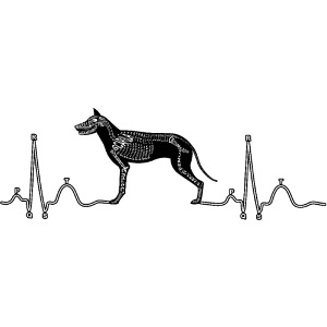 EKG med hund