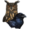 Owl and crow