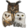 Owls