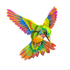 T-Shirt Kolibris