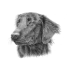 flatcoated retriever BW sticker