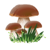 Chasseur d’éponges cèpes