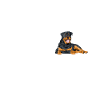 Rottweiler Papa