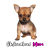 Chihuahua Mom Dogs Puppy Gift