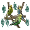 Budgerigar