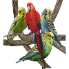 Budgerigar