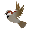 Flying house sparrow