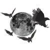MOON NIGHT RAVEN COLLECTION