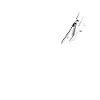 Pilot