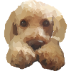 Cute Dog Poodle Labradoodle Goldendoodle