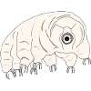 Tardigrade water bear