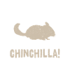 chinchilla