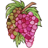 grapes