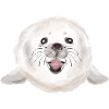 Baby seal