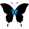 Papillon