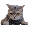 Cute, Grim Cat Face (Gift)