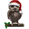 Christmas Owl - Bored