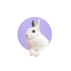 Sweet Rabbit Kanninchen