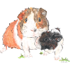 Wester Guinea Pigs