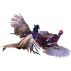 Pheasant fight