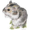Wester Hamster