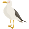 Seagull