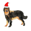 XMAS Hovawart Gift
