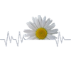 Margerite, heartbeat, daisies, pulse beat