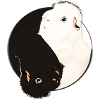 Yin & Yang Guinea Pig