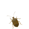 puanteur, bug puant entomologie