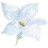 Fleur