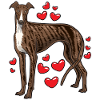 Galgo Espanol lévriers cadeau