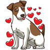 Parson Russell chien mignon
