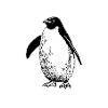 penguin
