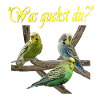 Wellensittiche