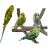 Budgerigars